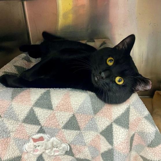 Enlarge Toothless, a Adoptable Domestic Short Hair in Grand Rapids, MI image 2/5