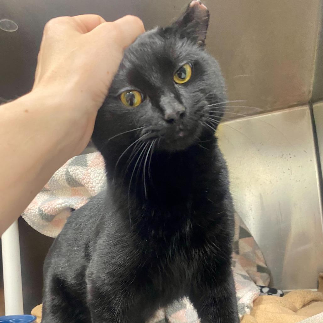 Enlarge Toothless, a Adoptable Domestic Short Hair in Grand Rapids, MI image 3/5
