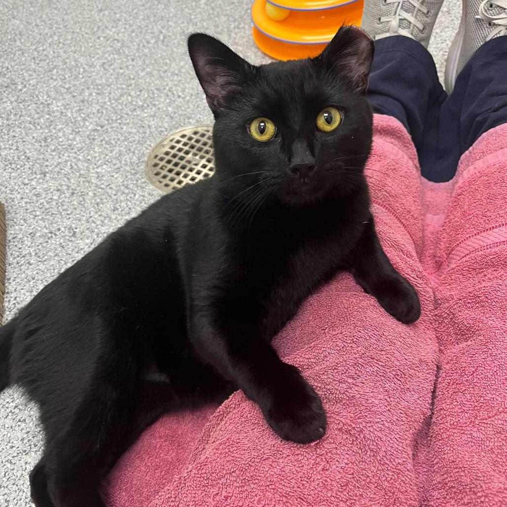 Enlarge Toothless, a Adoptable Domestic Short Hair in Grand Rapids, MI image 4/5