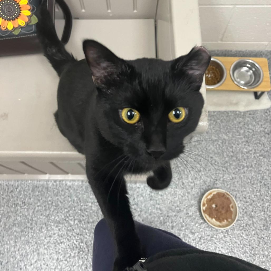 Enlarge Toothless, a Adoptable Domestic Short Hair in Grand Rapids, MI image 5/5