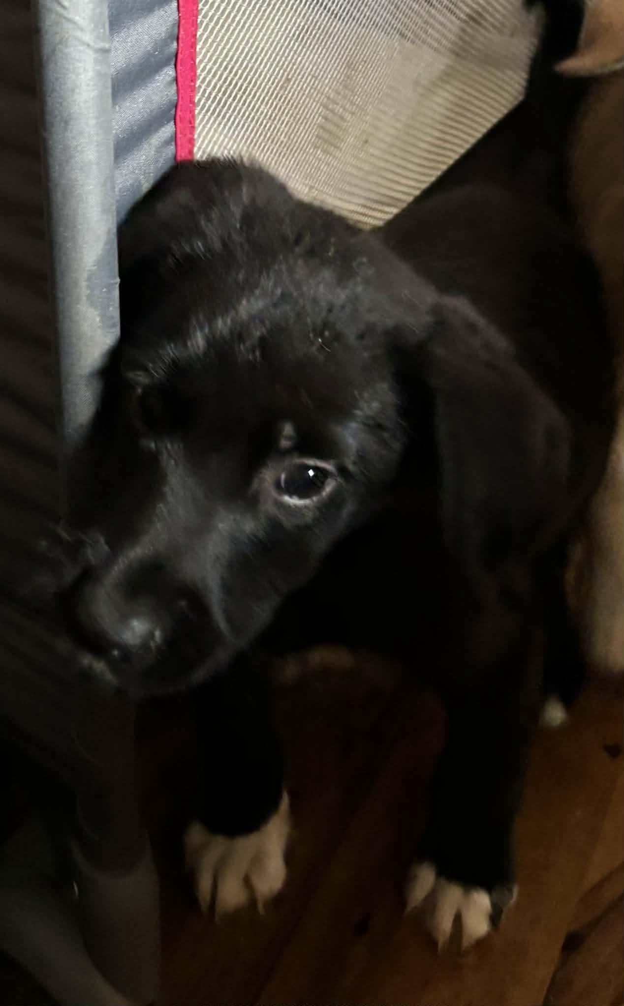 Apollo, adopted, Puppy Male Husky.