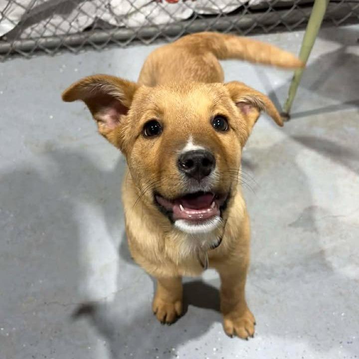 Peanut, Adoptable, Puppy Male Mixed Breed.