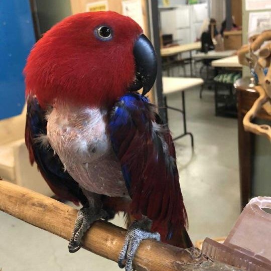 Zoey, adopted, Adult Female Eclectus.