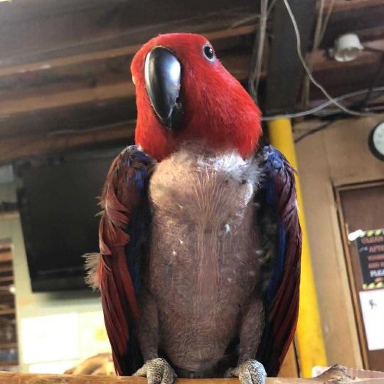 Enlarge Zoey, an adopted Eclectus in Lenexa, KS image 2/3