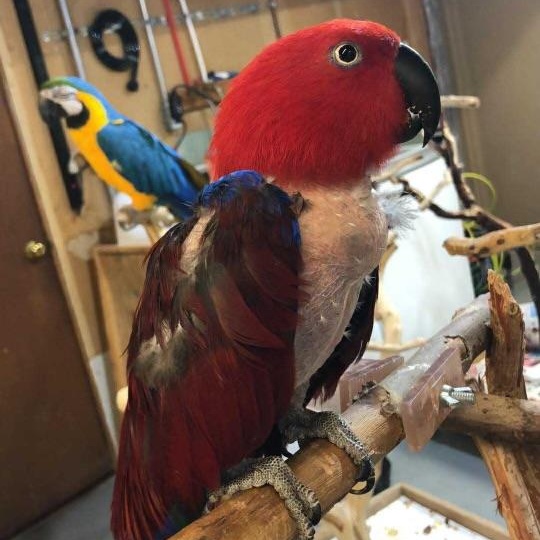 Enlarge Zoey, an adopted Eclectus in Lenexa, KS image 3/3