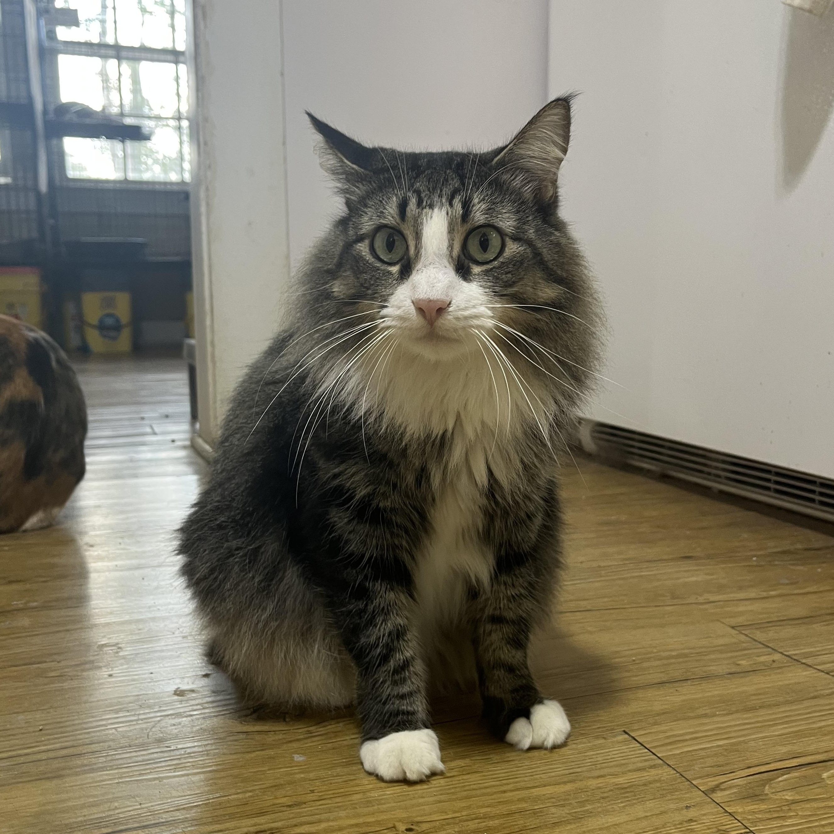 Sammy, ADOPTABLE, Adult Male Domestic Long Hair.