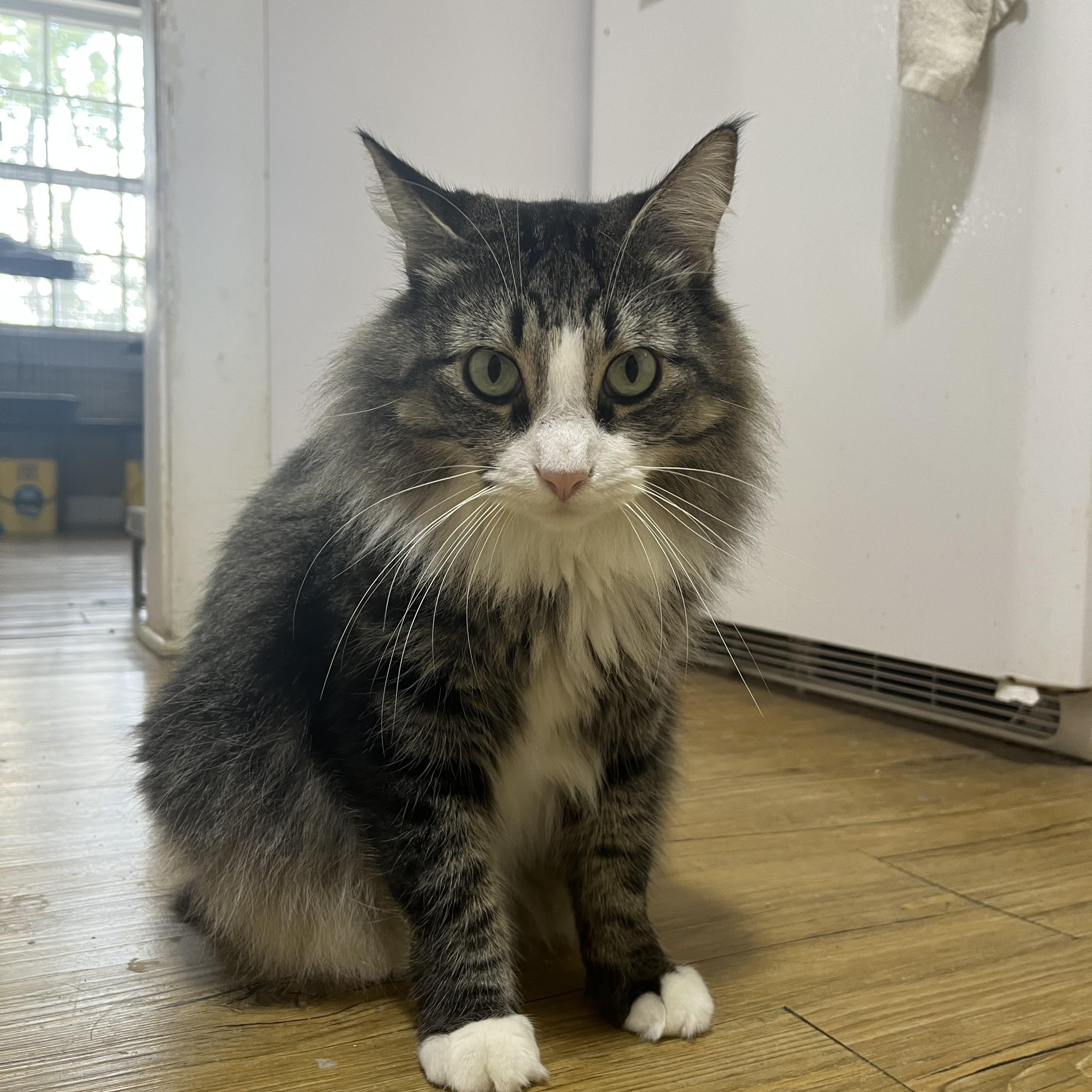 Enlarge Sammy, a ADOPTABLE Domestic Long Hair in Hammond, LA image 3/4