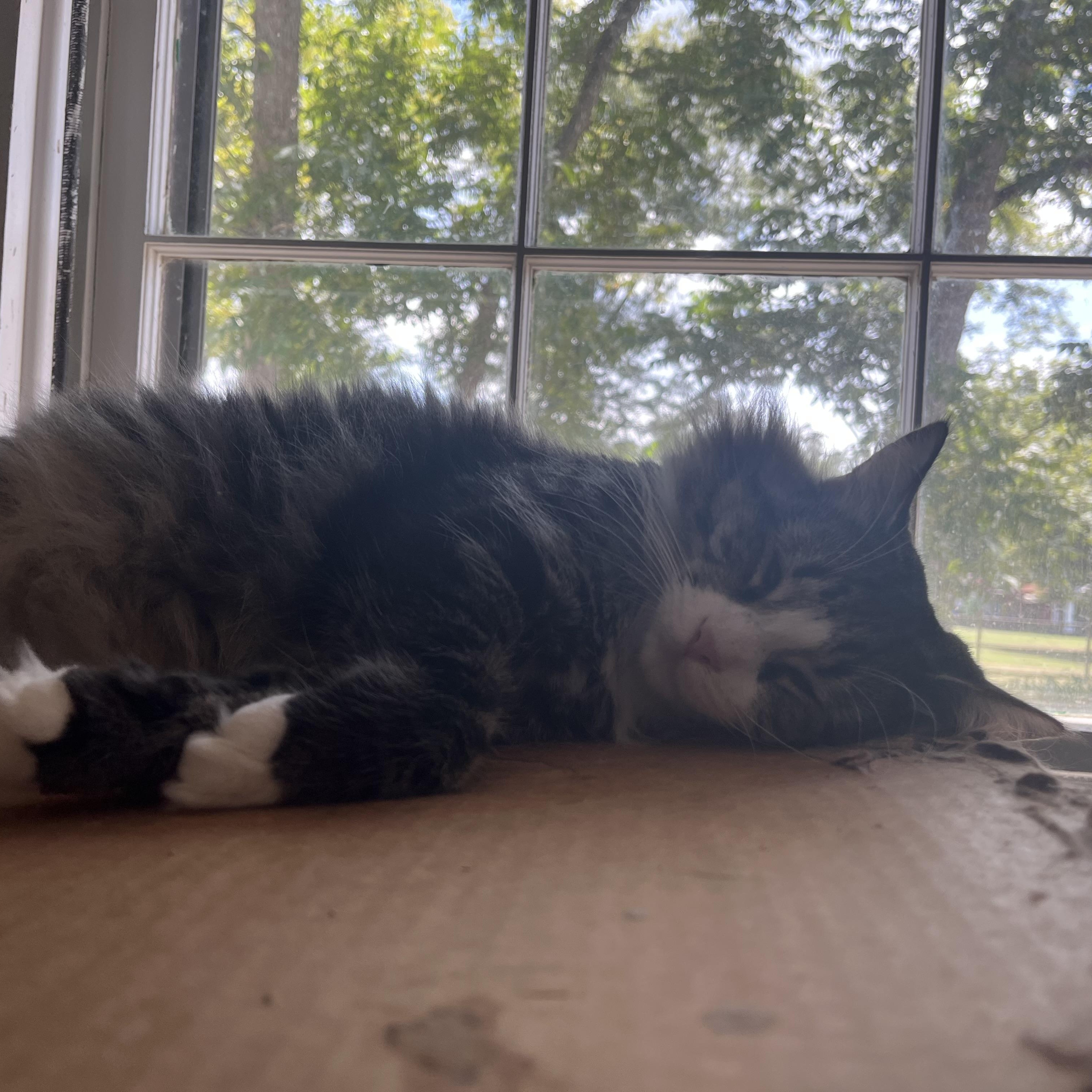 Enlarge Sammy, a ADOPTABLE Domestic Long Hair in Hammond, LA image 4/4