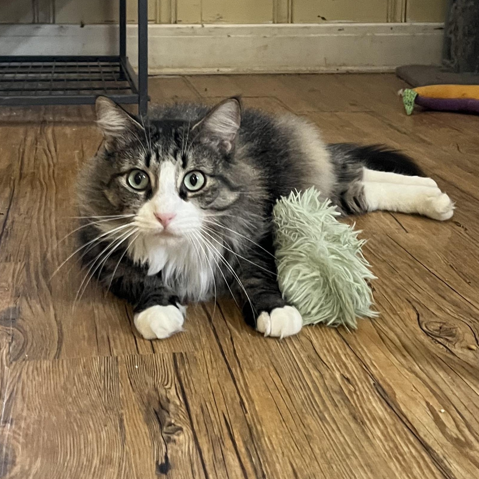 Enlarge Sammy, a ADOPTABLE Domestic Long Hair in Hammond, LA image 2/4