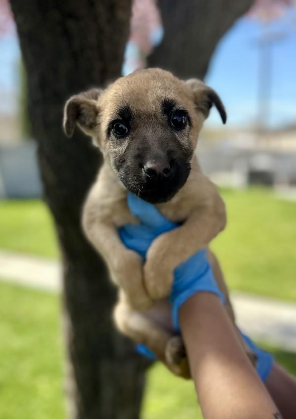 Enlarge Remi, a Adoptable mixed breed in Victorville, CA image 1/1