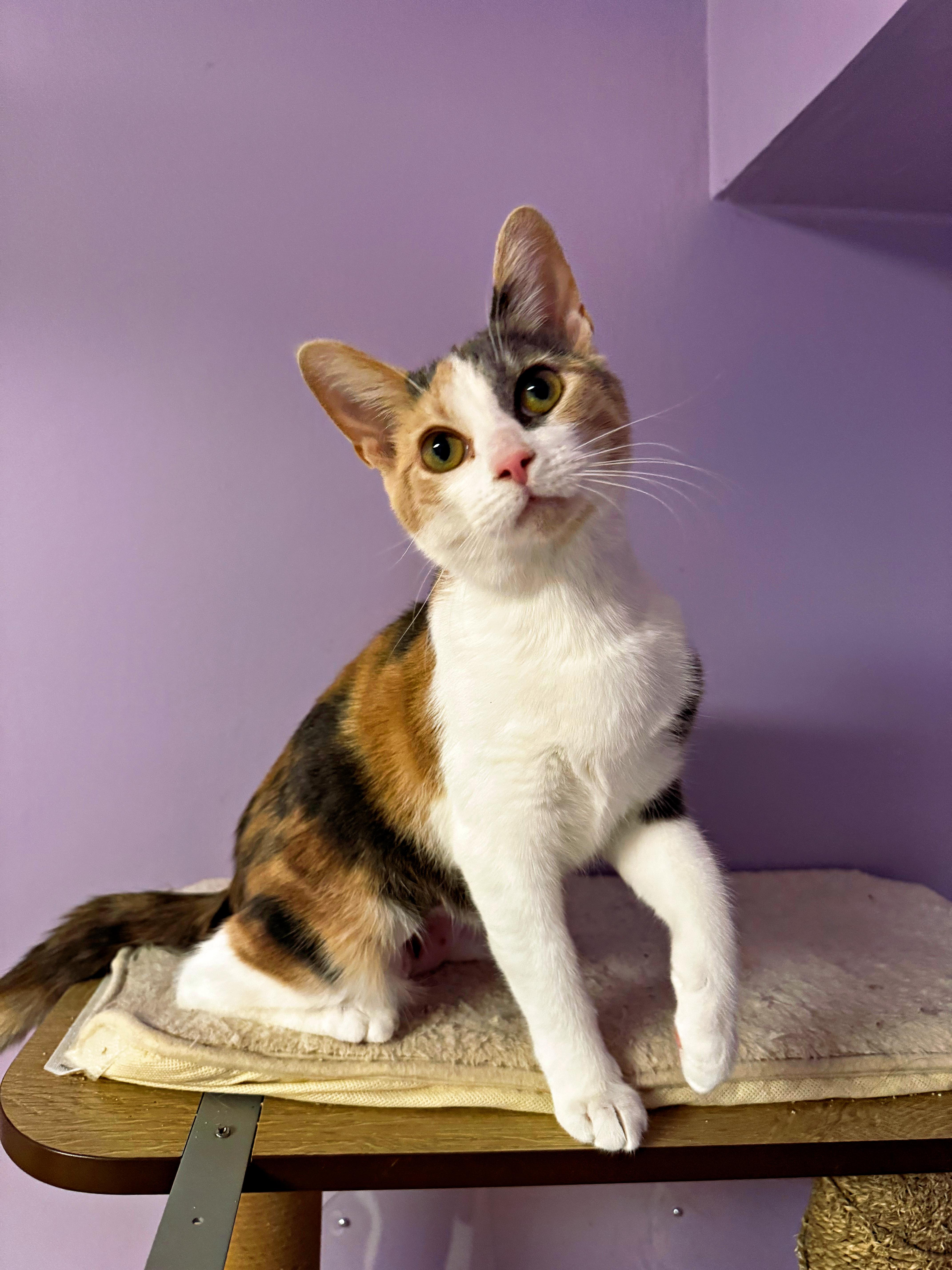 Enlarge Soup, a ADOPTABLE Domestic Short Hair in Pittsburgh, PA image 1/3