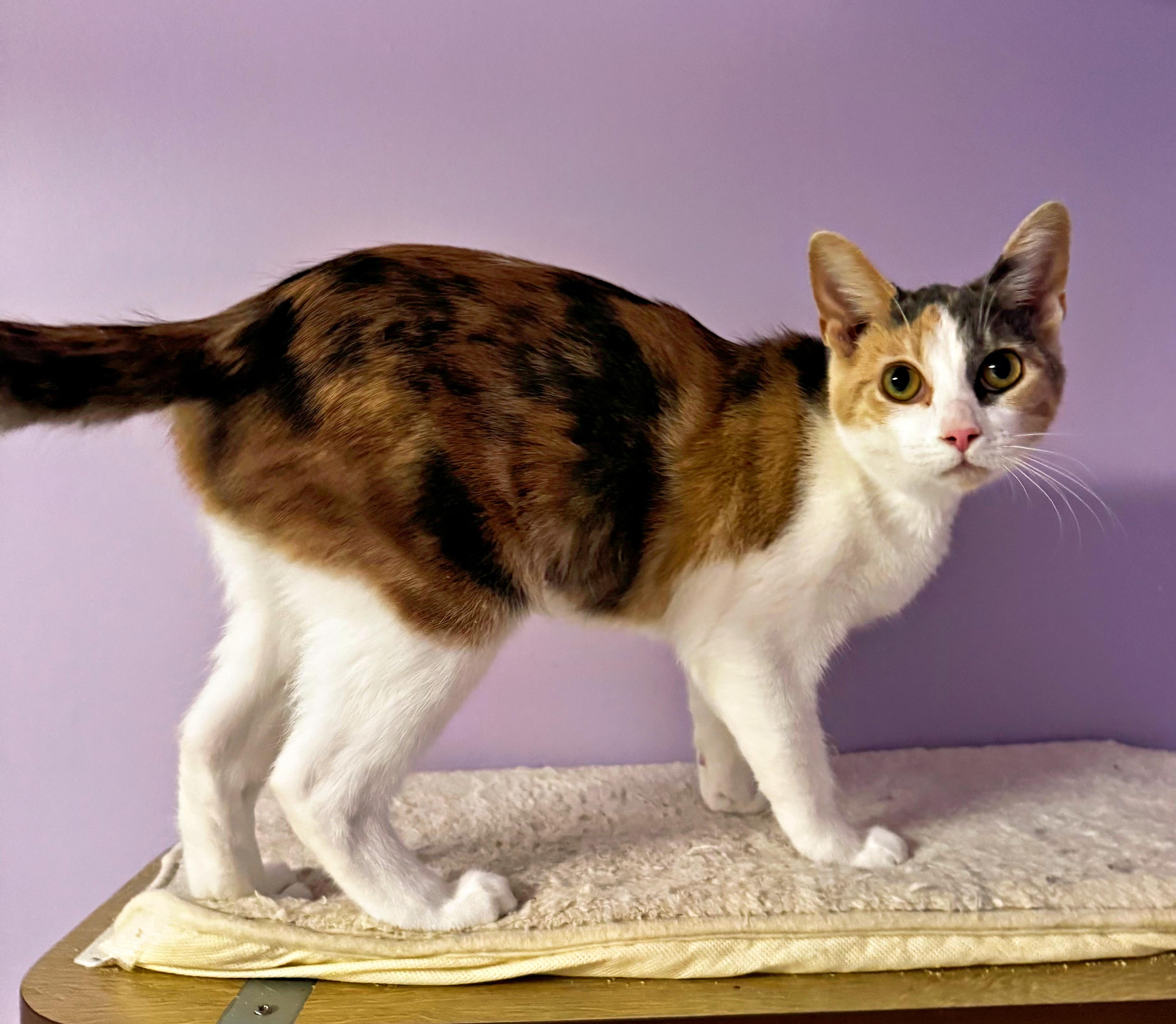 Enlarge Soup, a ADOPTABLE Domestic Short Hair in Pittsburgh, PA image 2/3