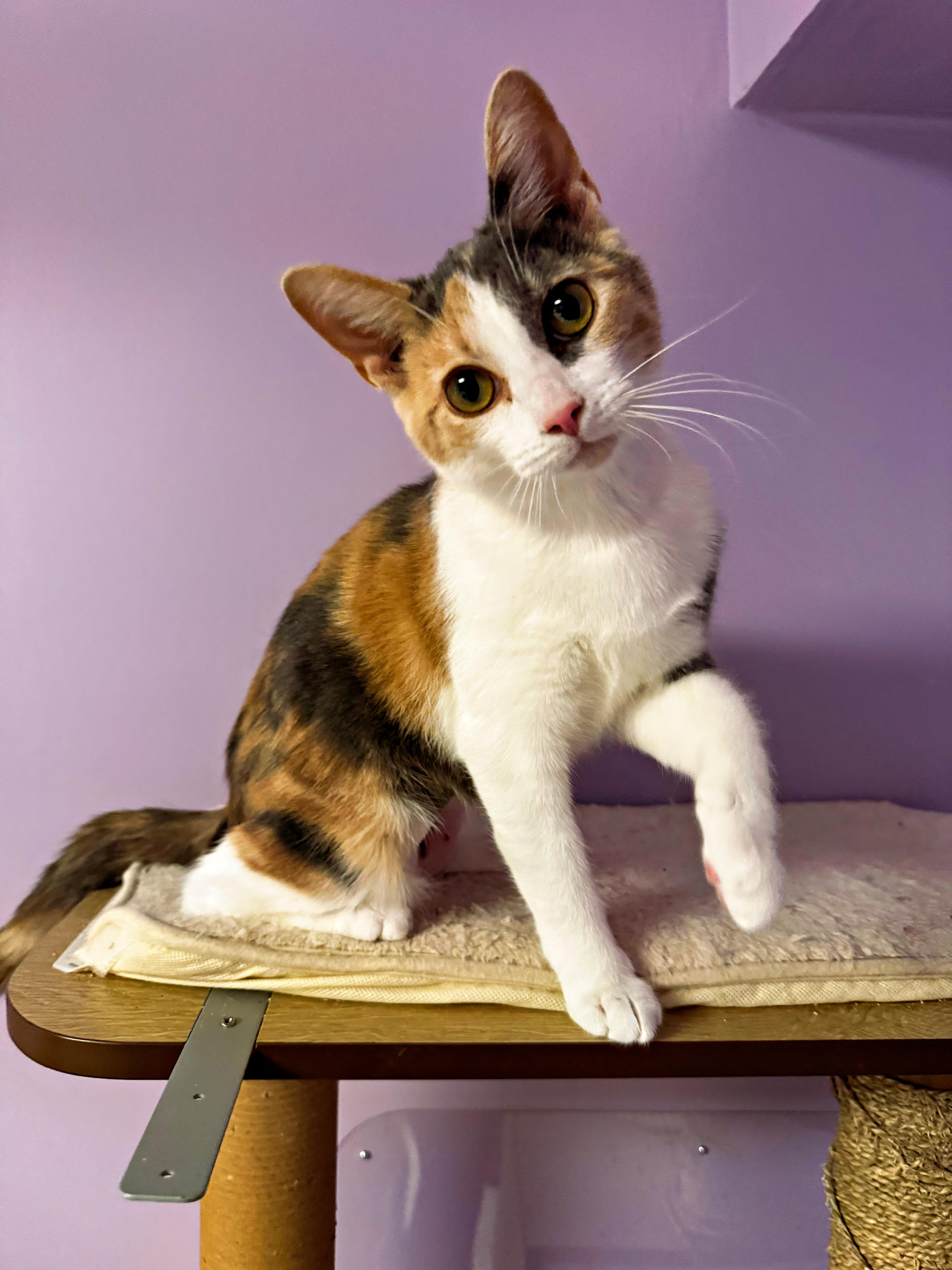 Enlarge Soup, a ADOPTABLE Domestic Short Hair in Pittsburgh, PA image 3/3