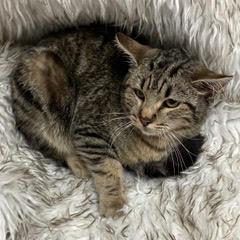 Cadbury — thumbnail 2