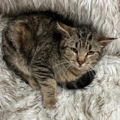 Cadbury — thumbnail 3