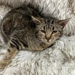 Cadbury — thumbnail 4