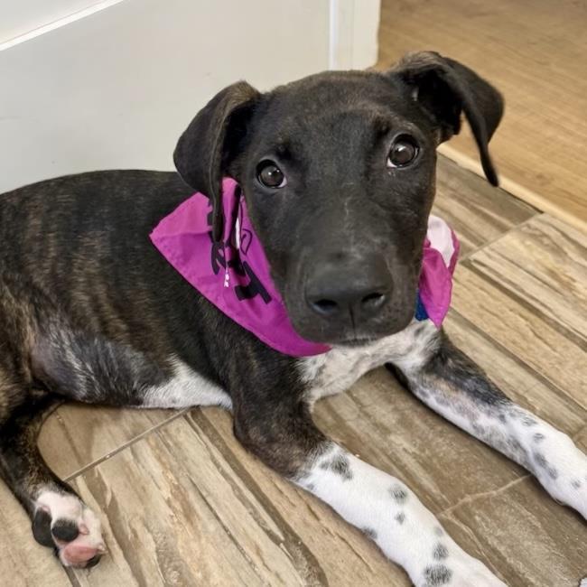 Paw Patrol Pup - Liberty, Adoptable, Young Female Shepherd & Terrier.