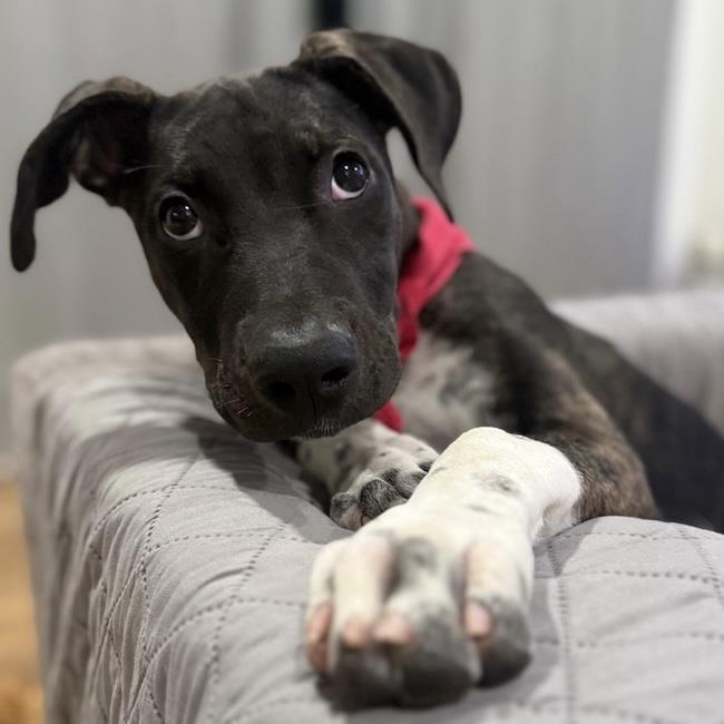 Enlarge Paw Patrol Pup - Liberty, a Adoptable mixed breed in San Diego, CA image 2/3