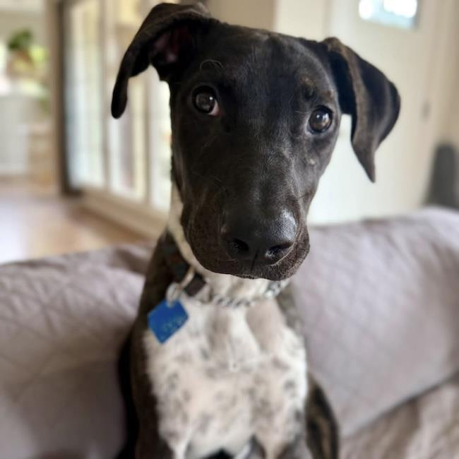 Enlarge Paw Patrol Pup - Liberty, a Adoptable mixed breed in San Diego, CA image 3/3