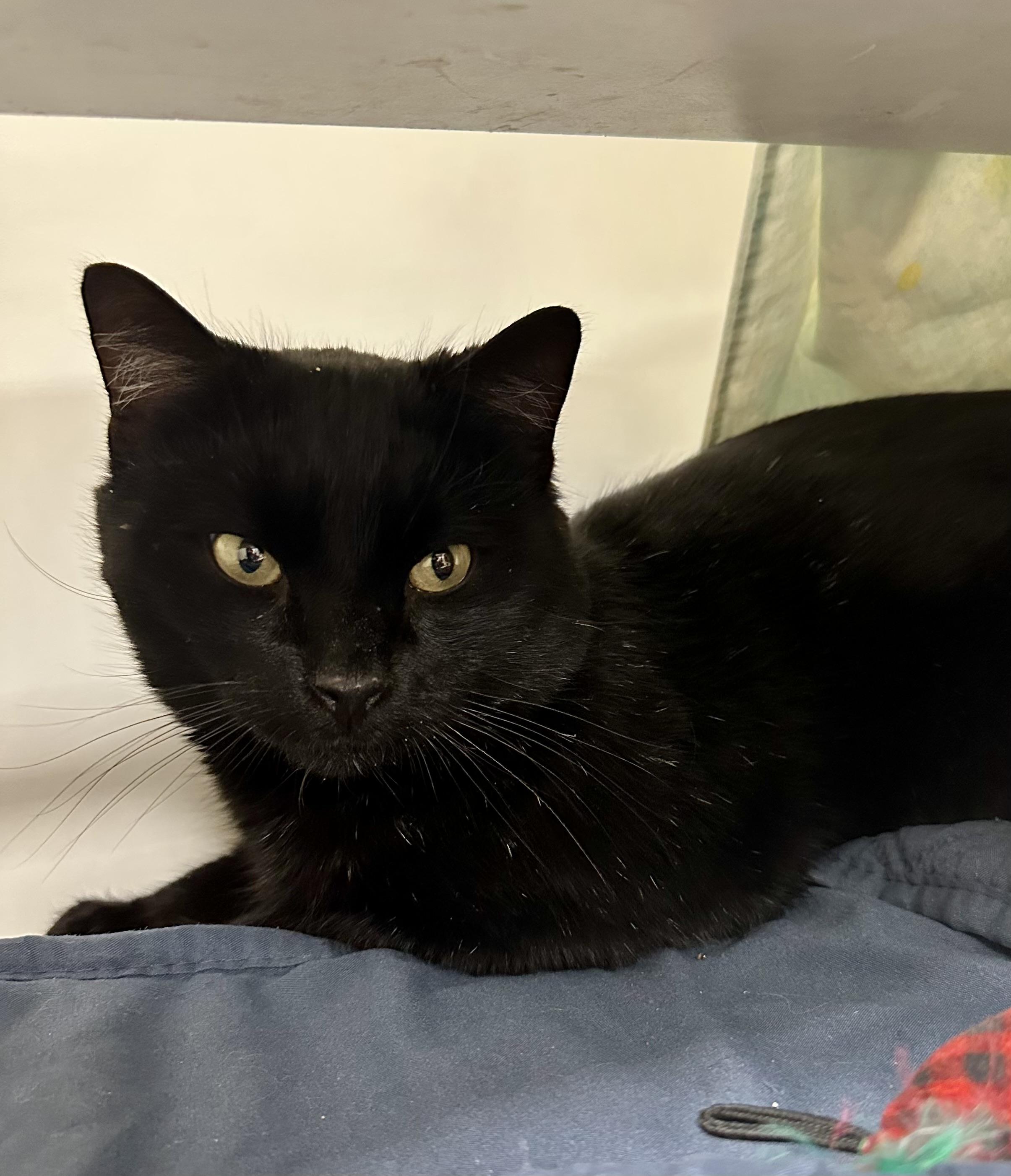 Jinx, an adopted Domestic Short Hair in Reisterstown, MD image 2/2