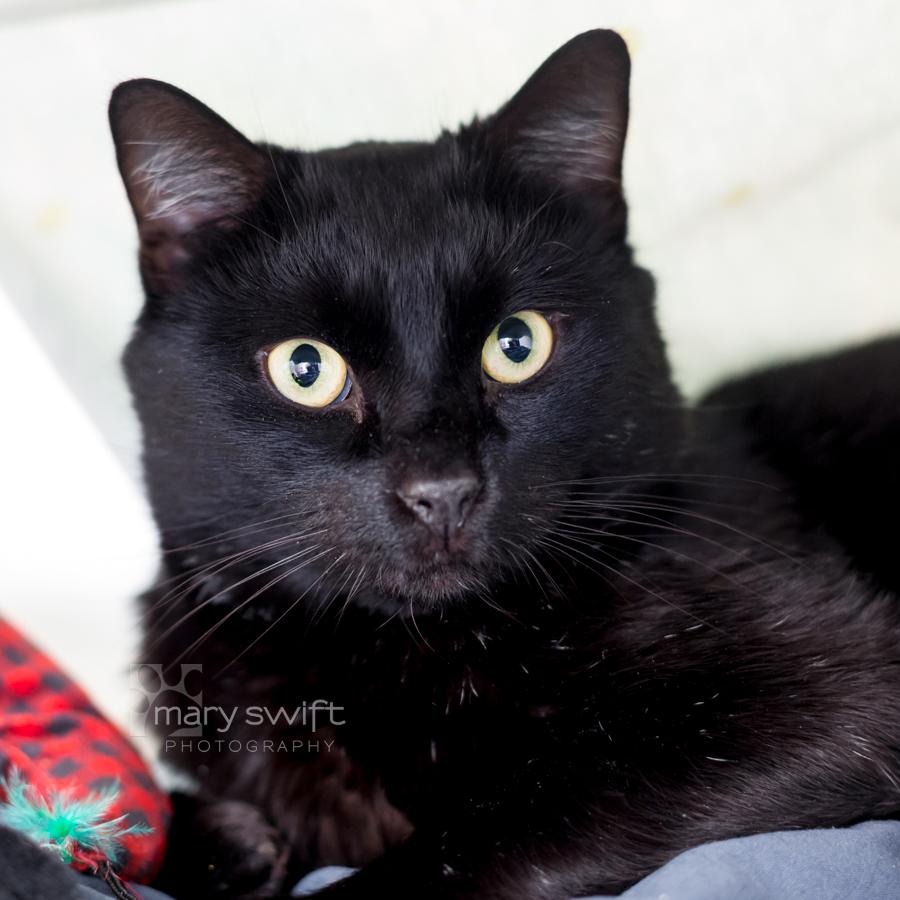 Jinx, an adopted Domestic Short Hair in Reisterstown, MD image 1/2