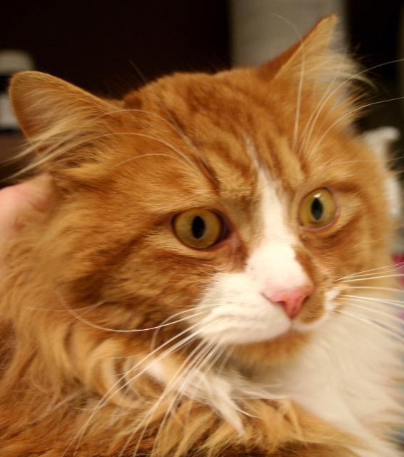 Jubjub, Adopted, Adult Male Domestic Long Hair & Domestic Long Hair.