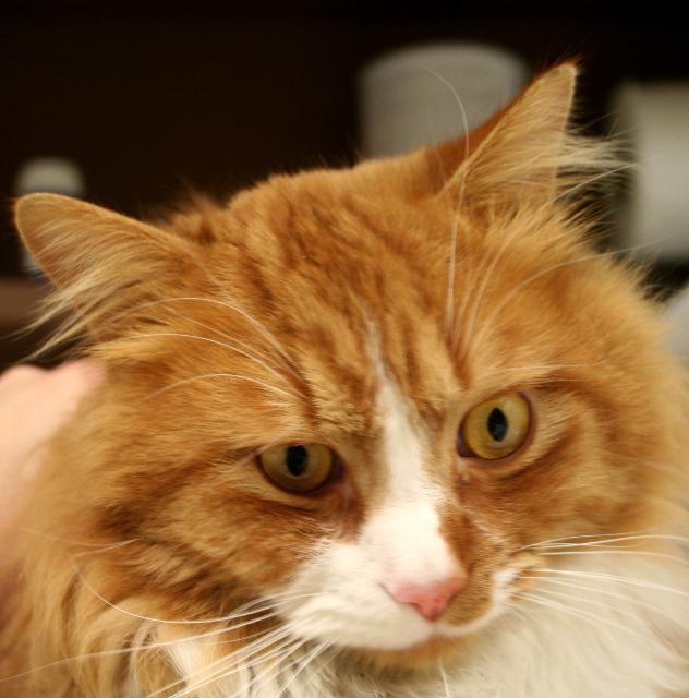 Enlarge Jubjub, a Adopted mixed breed in Bemidji, MN image 2/2