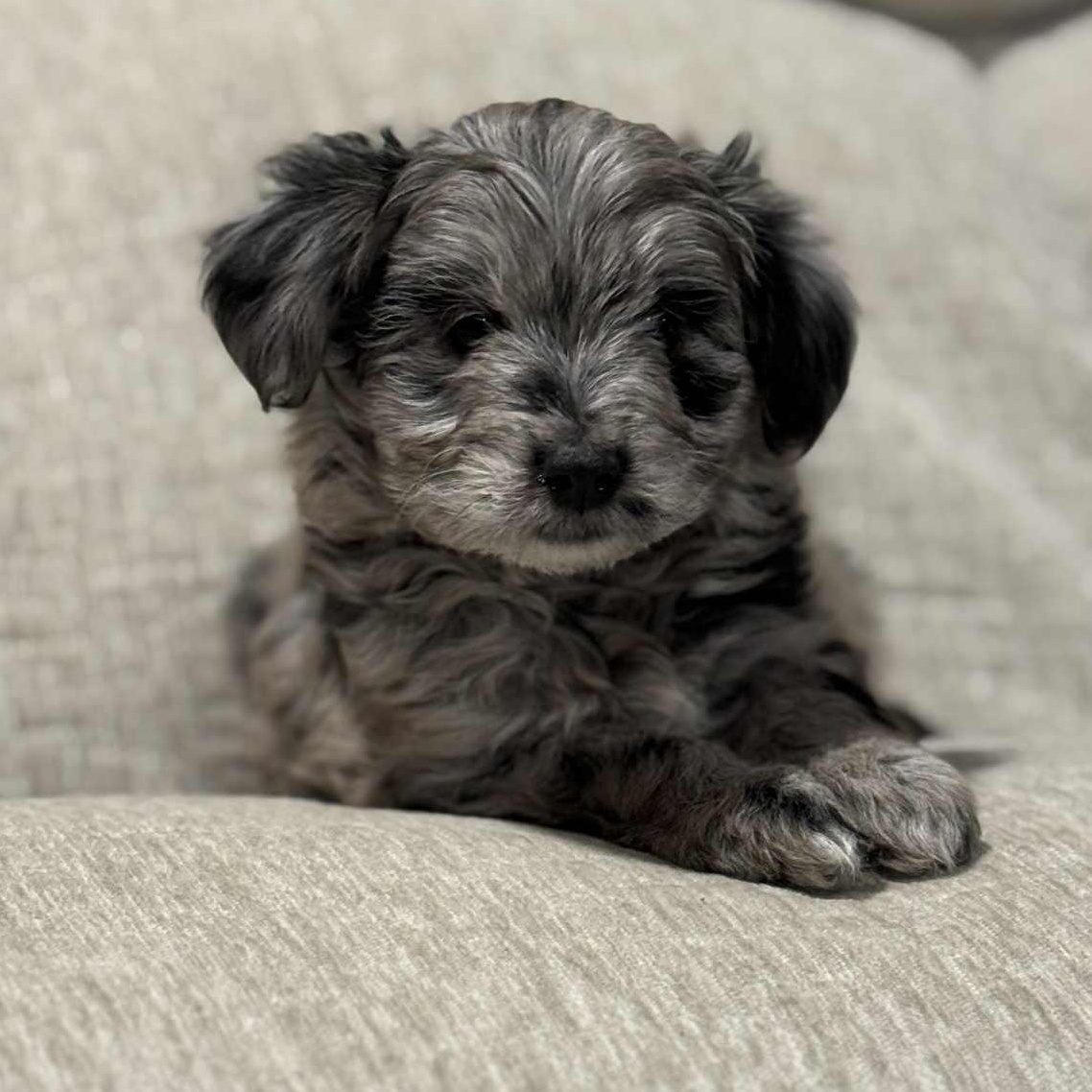 Holly Jolly, Adoptable, Puppy Female Australian Shepherd & Poodle.