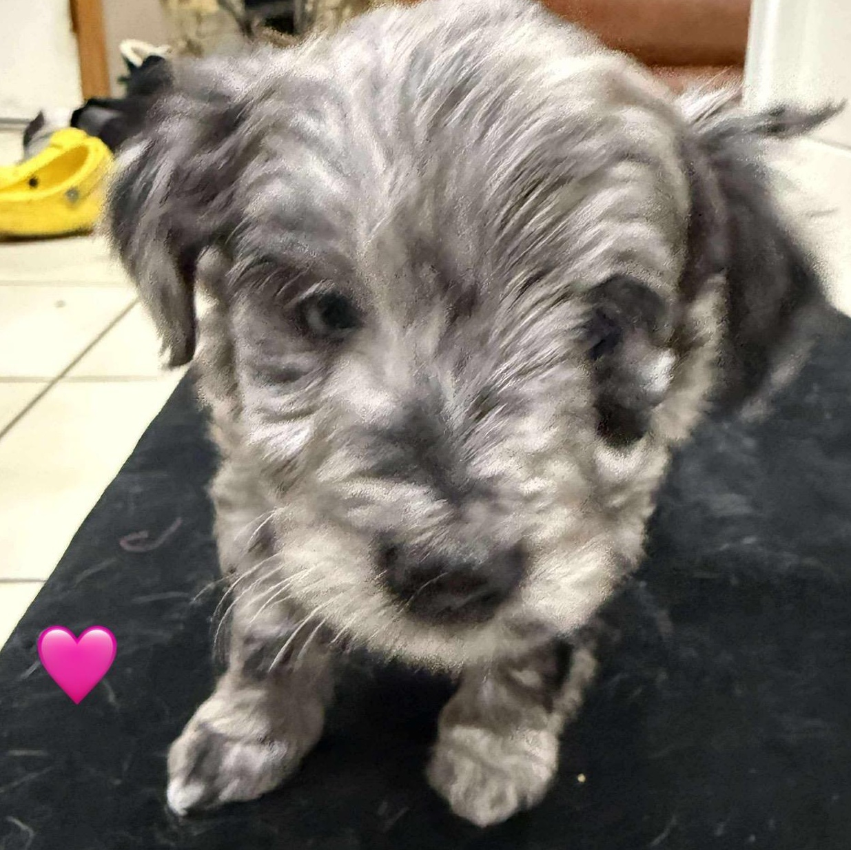 Holly Jolly, a Adoptable mixed breed in Buffalo, NY image 2/6