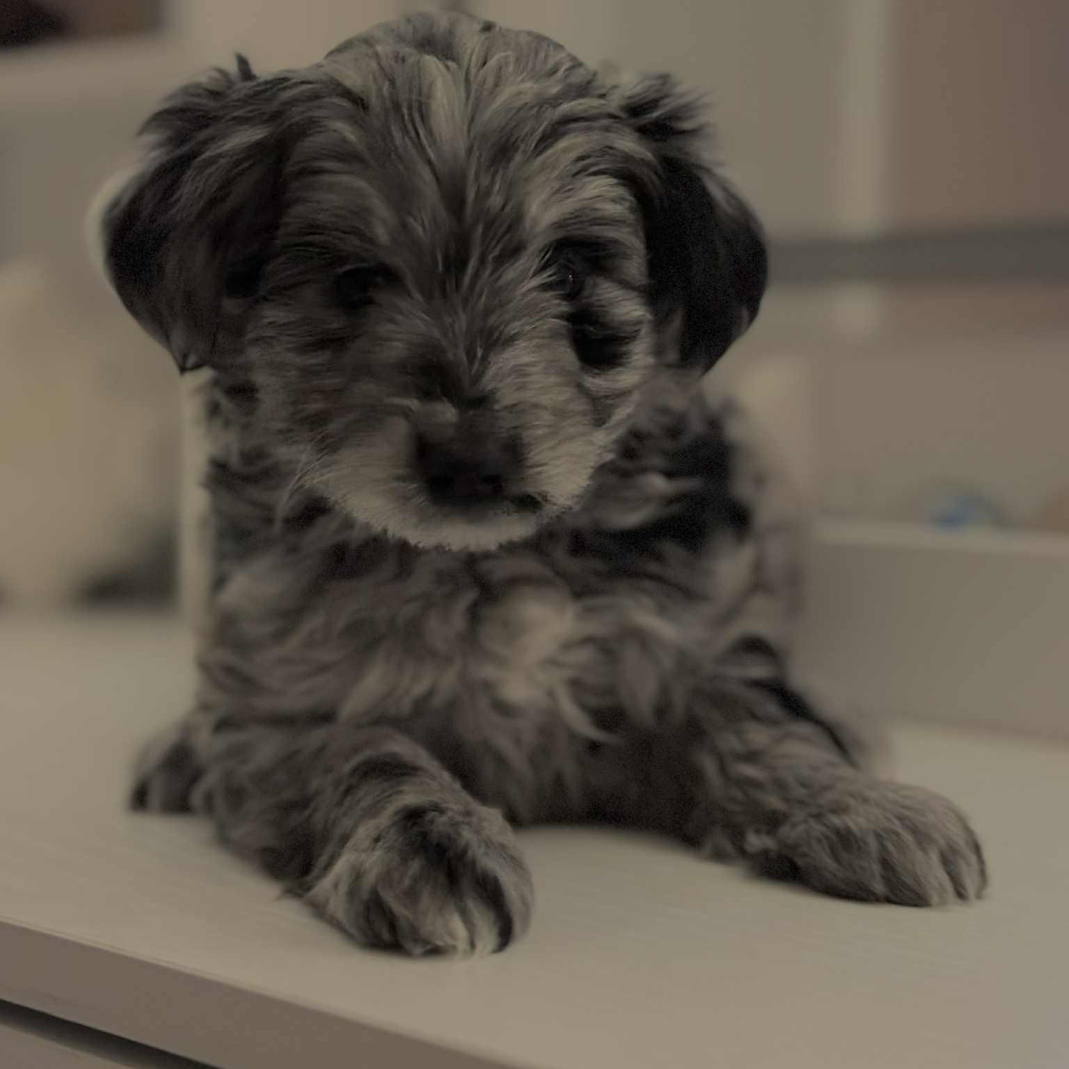 Holly Jolly, a Adoptable mixed breed in Buffalo, NY image 3/6