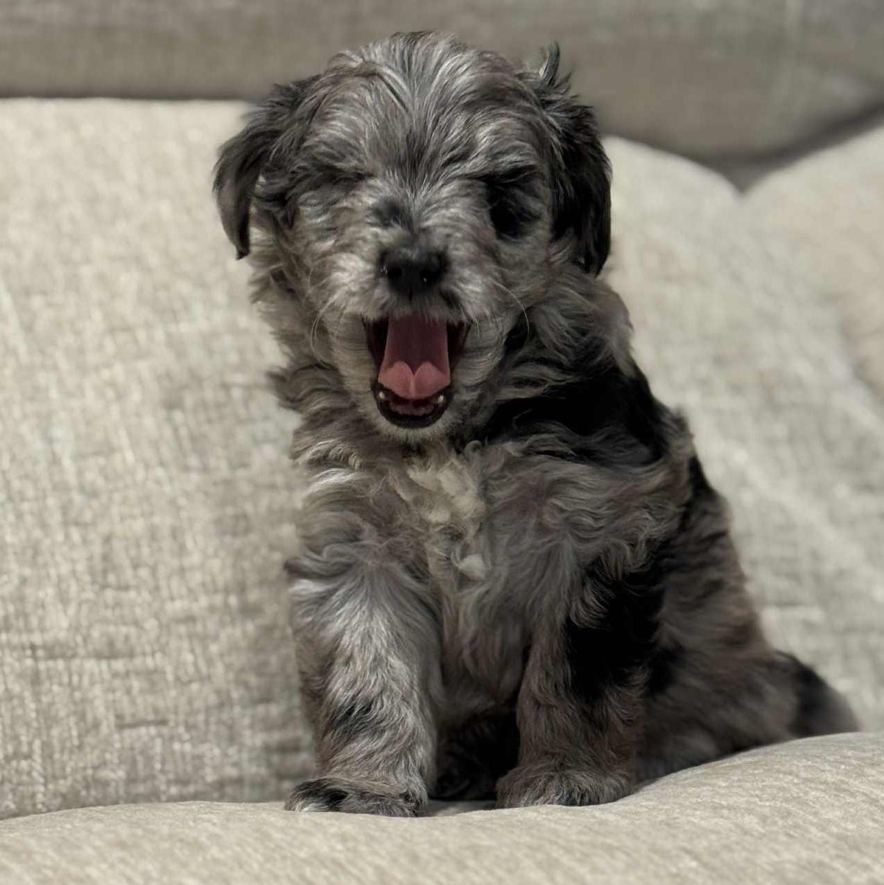 Holly Jolly, a Adoptable mixed breed in Buffalo, NY image 4/6