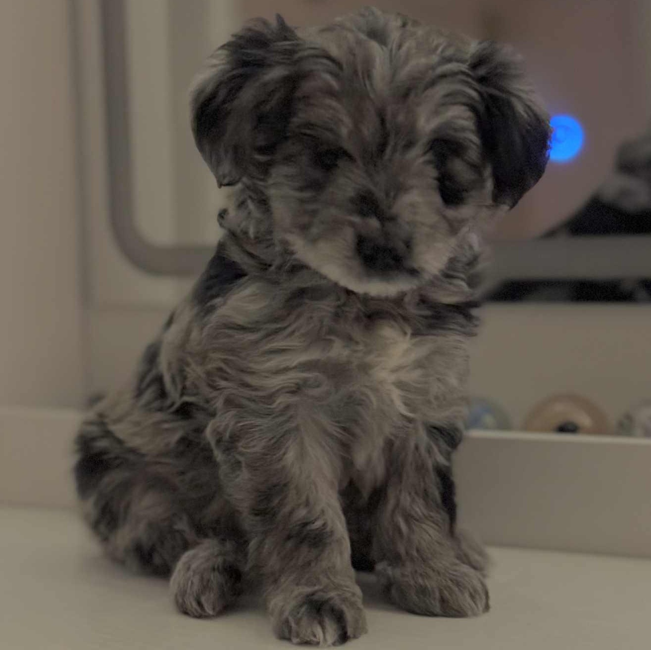 Holly Jolly, a Adoptable mixed breed in Buffalo, NY image 5/6