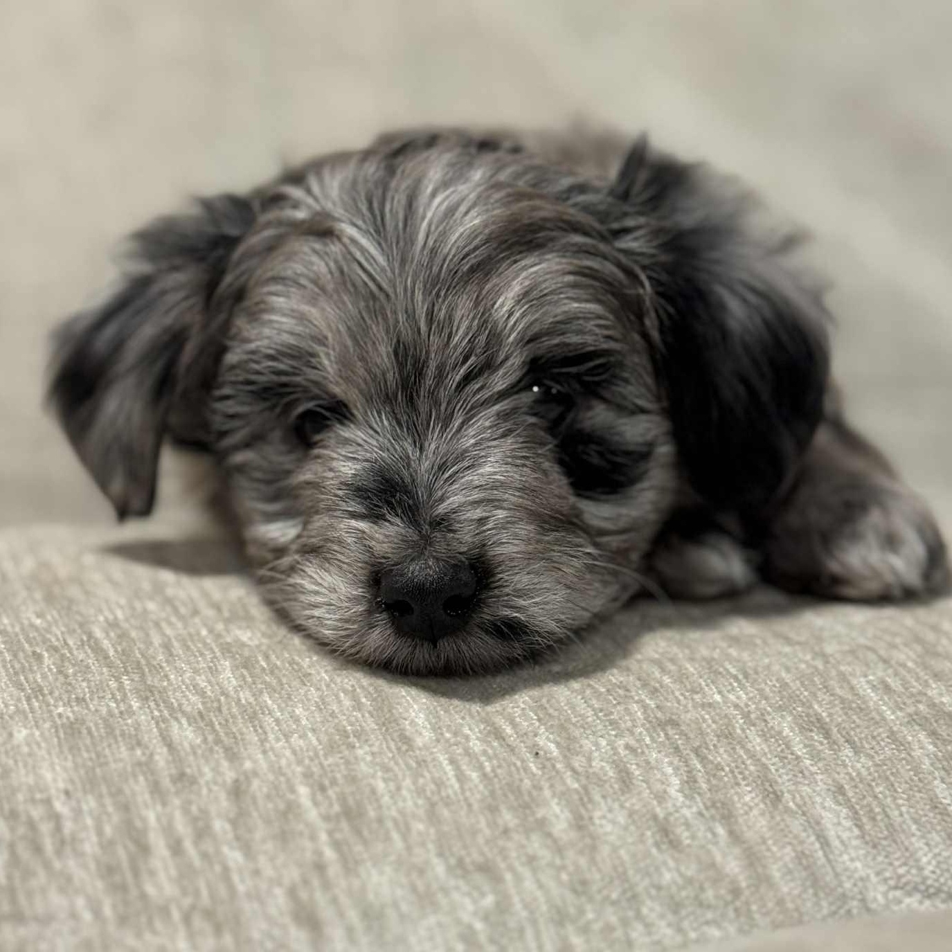 Holly Jolly, a Adoptable mixed breed in Buffalo, NY image 6/6