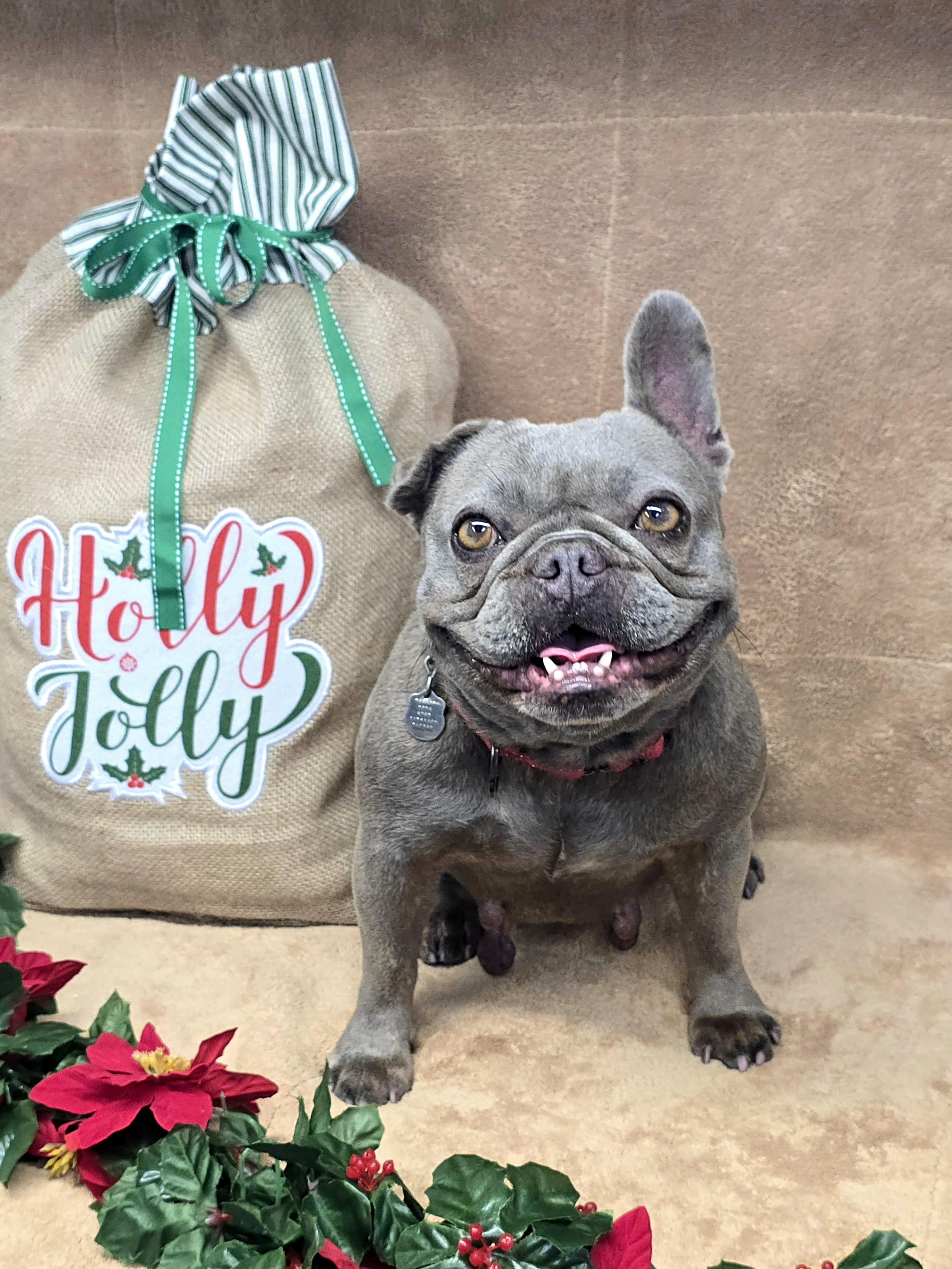 Dory, a Adoptable French Bulldog in San Pedro, CA image 3/6