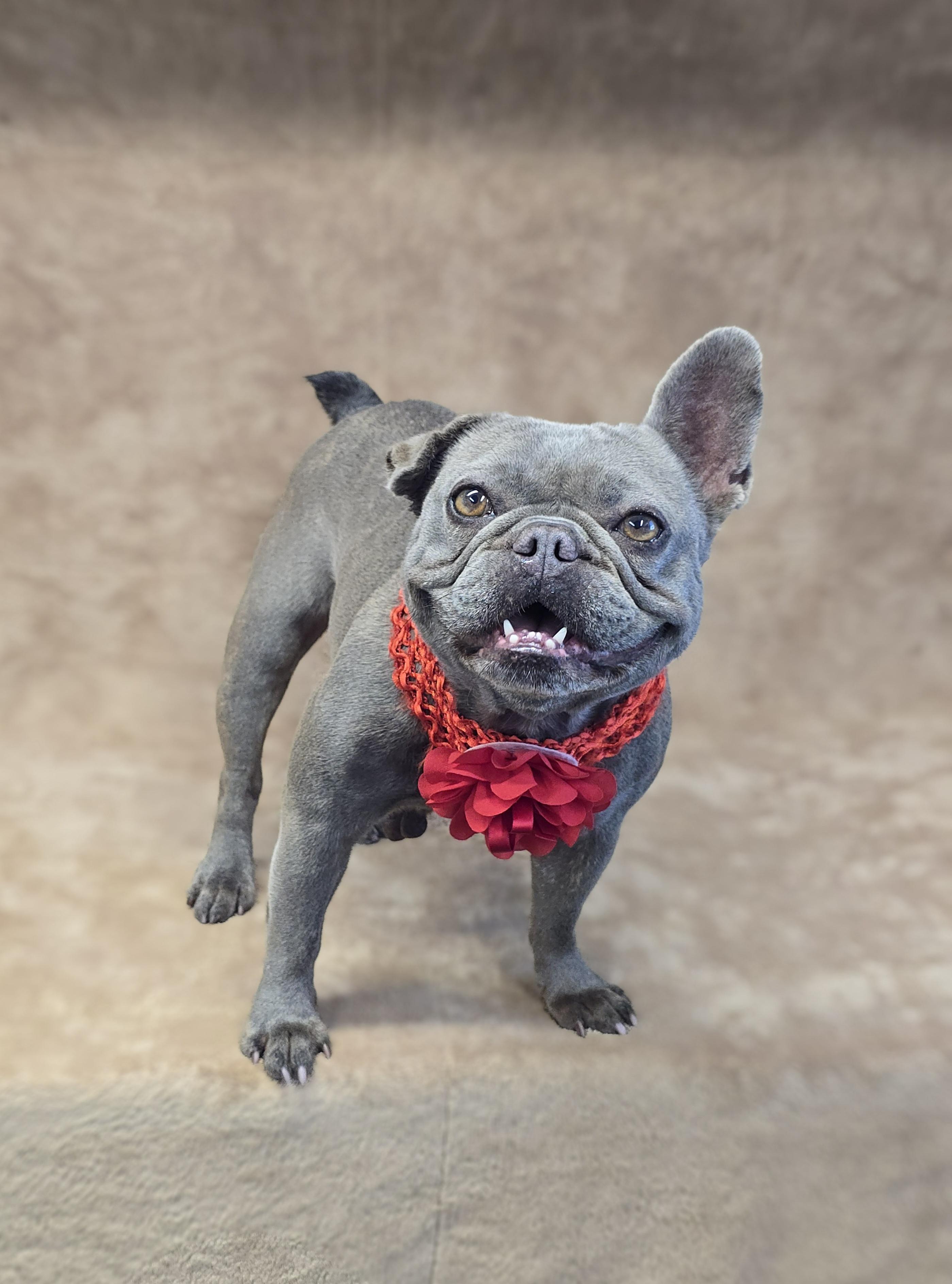Dory, a Adoptable French Bulldog in San Pedro, CA image 5/6