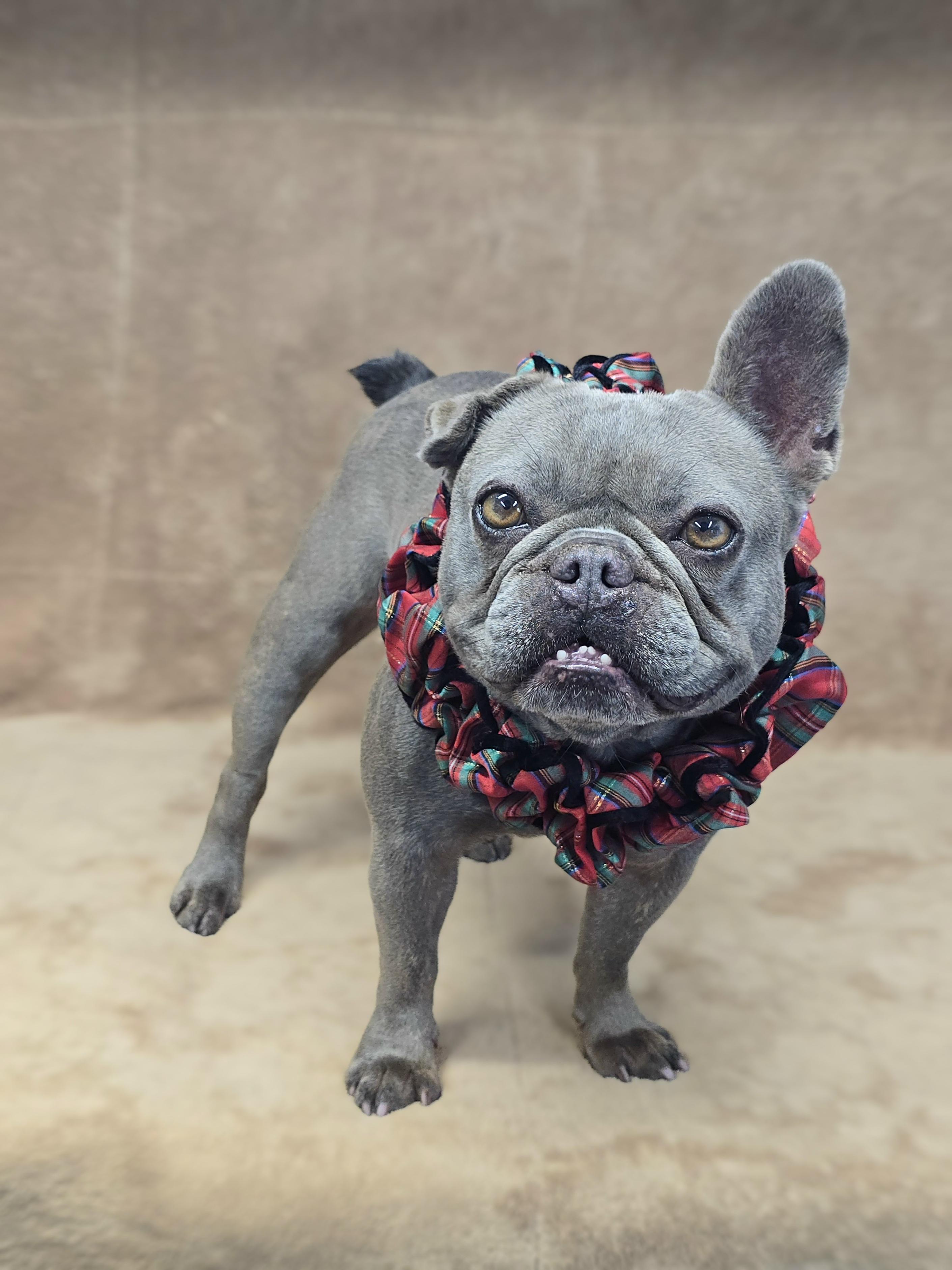 Dory, a Adoptable French Bulldog in San Pedro, CA image 2/6