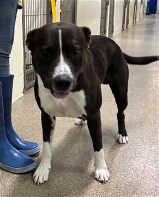 JORDAN, Adoptable, Adult Male Pit Bull Terrier.