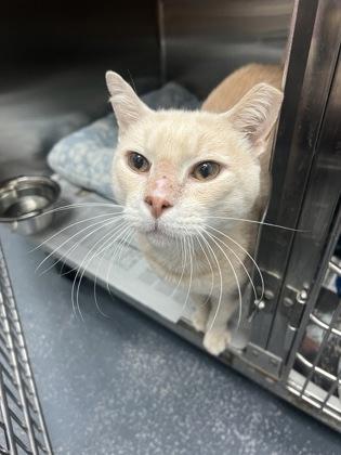 Phineas — thumbnail 2