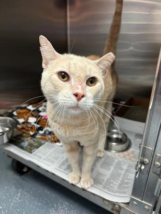 Phineas — thumbnail 3