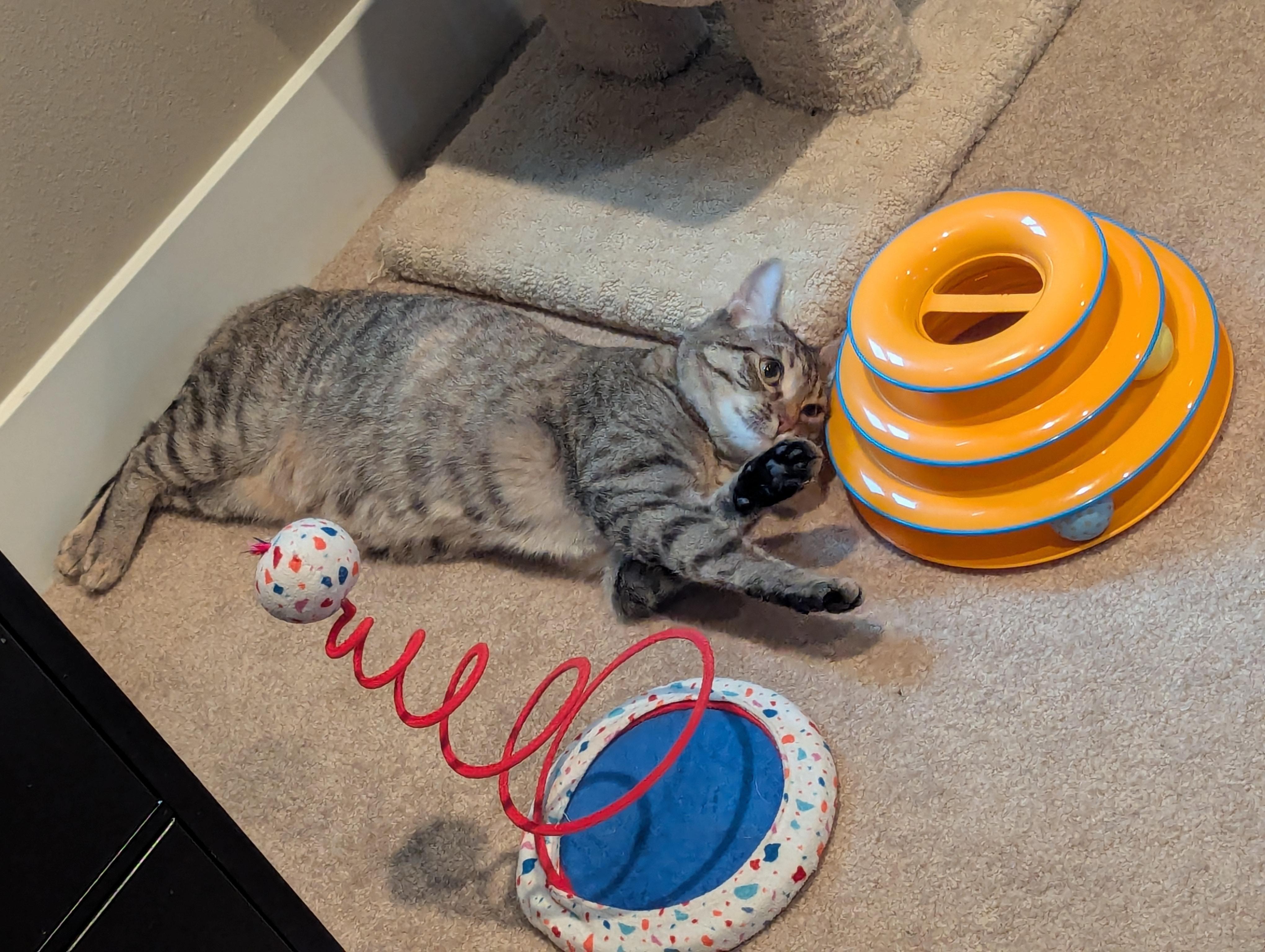 Josie, a Adoptable Domestic Short Hair in Portland, OR image 1/5