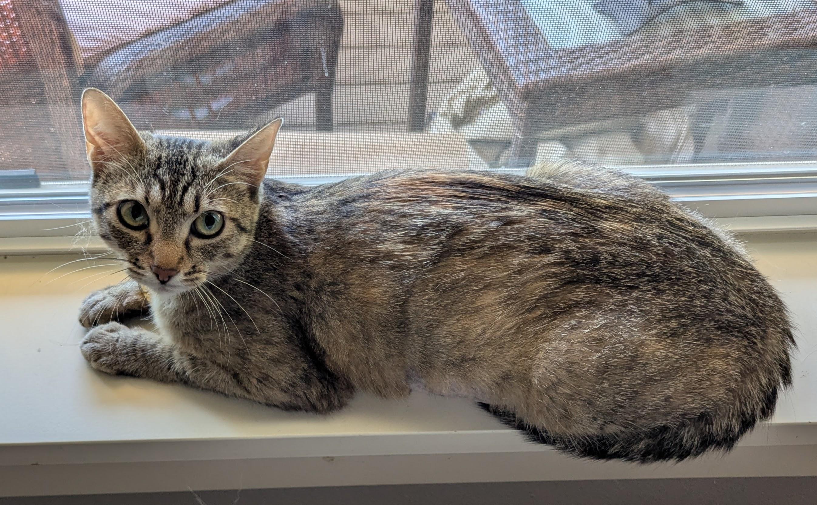 Josie