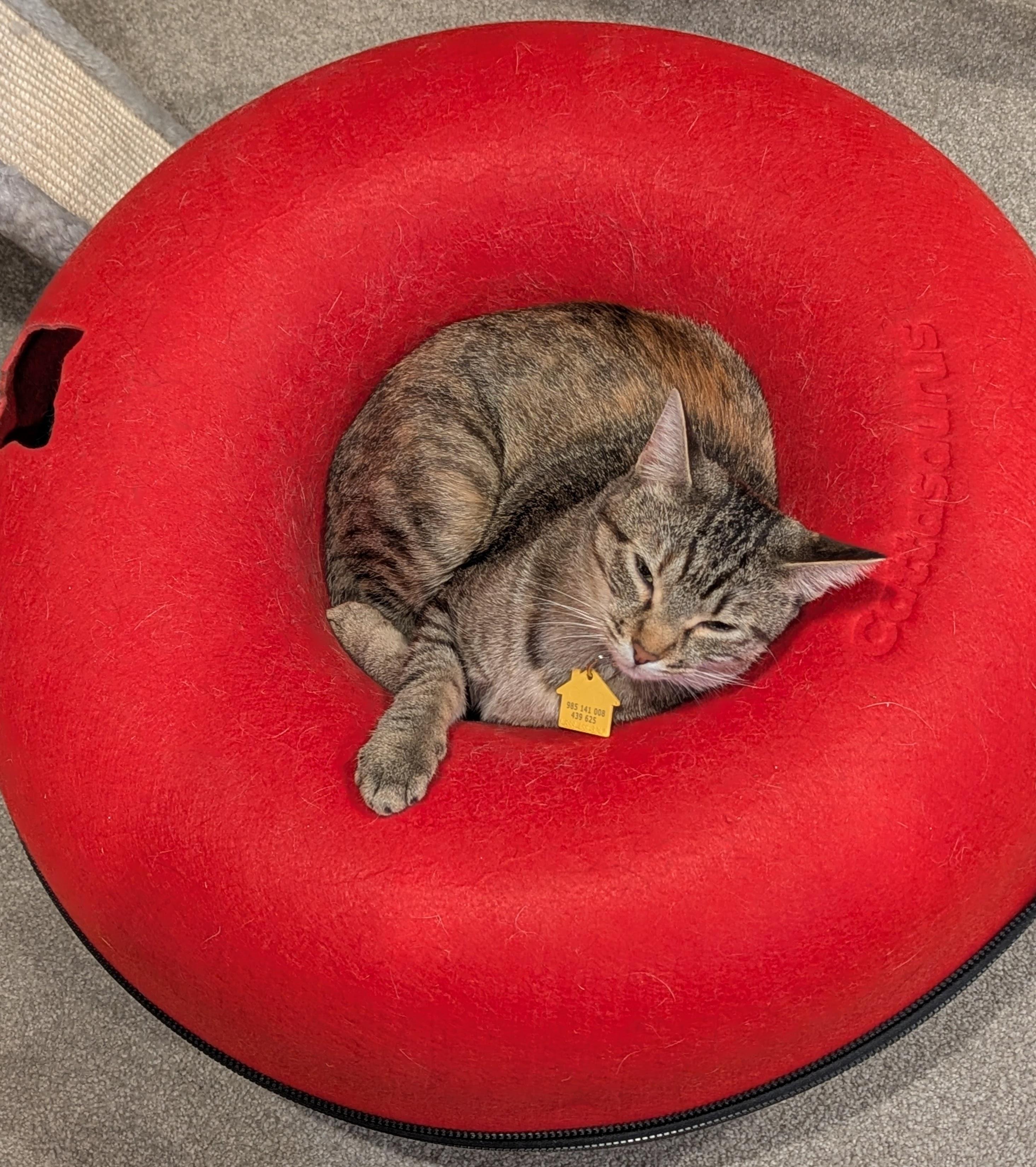 Josie, Adoptable, Young Female Domestic Short Hair.