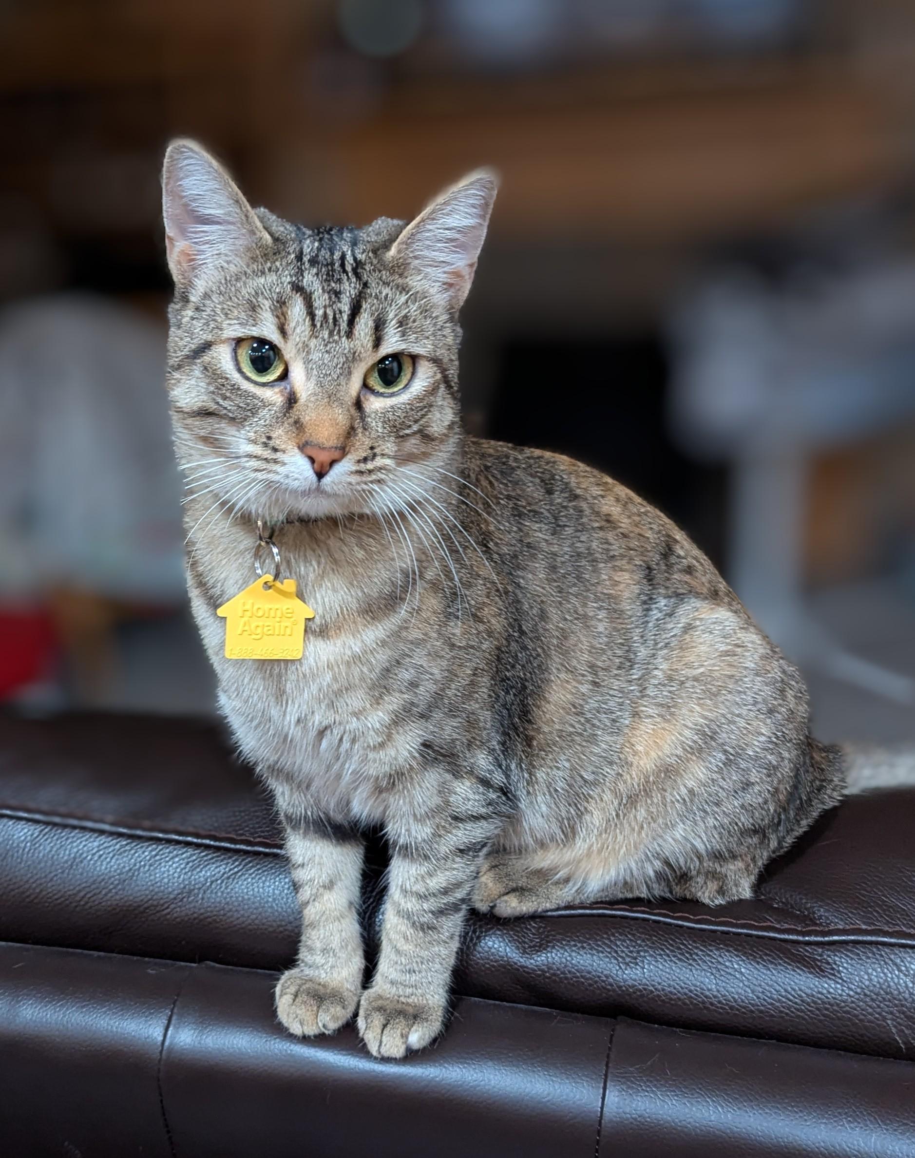 Josie, a Adoptable Domestic Short Hair in Portland, OR image 3/5