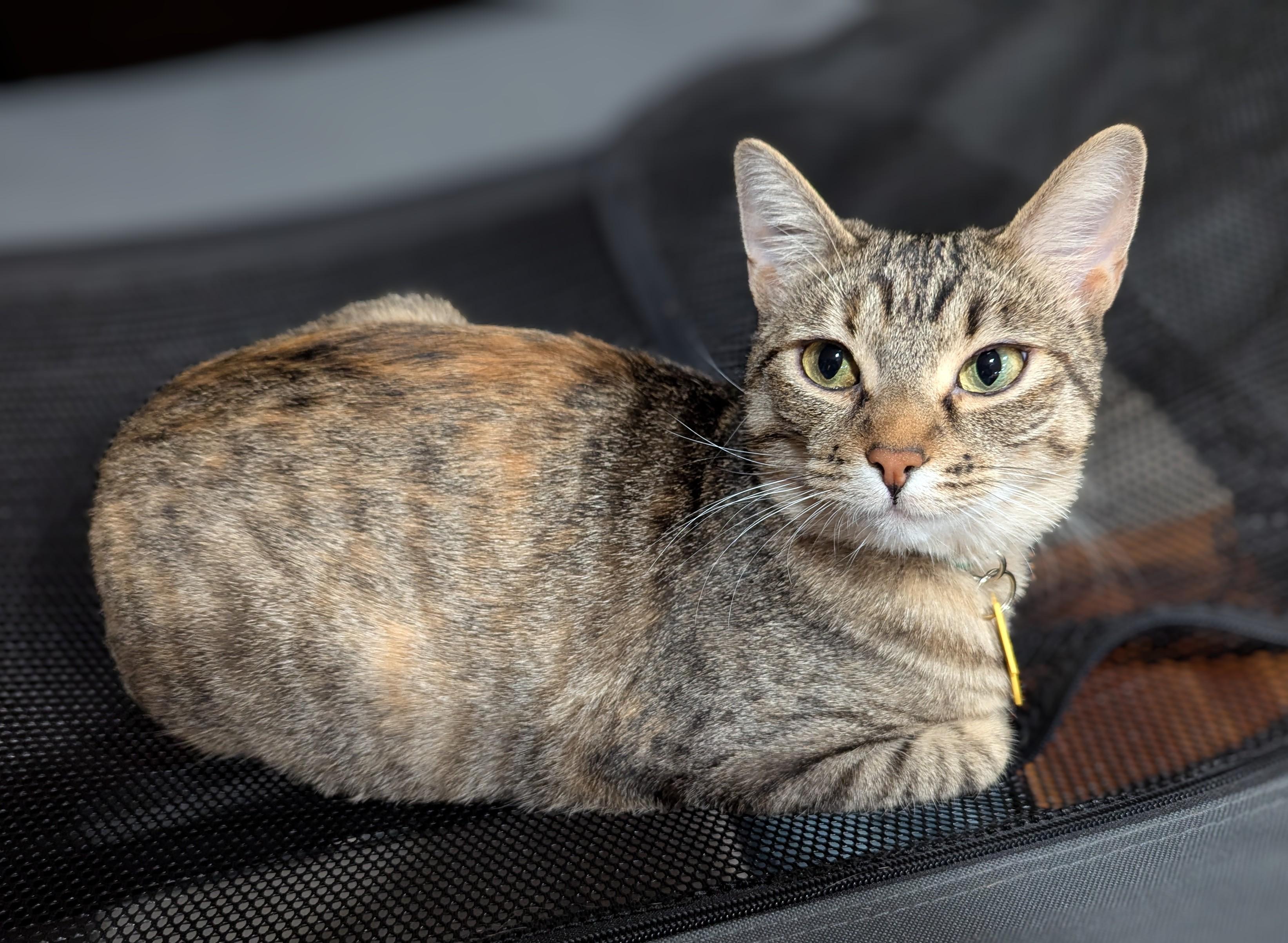 Josie, a Adoptable Domestic Short Hair in Portland, OR image 4/5