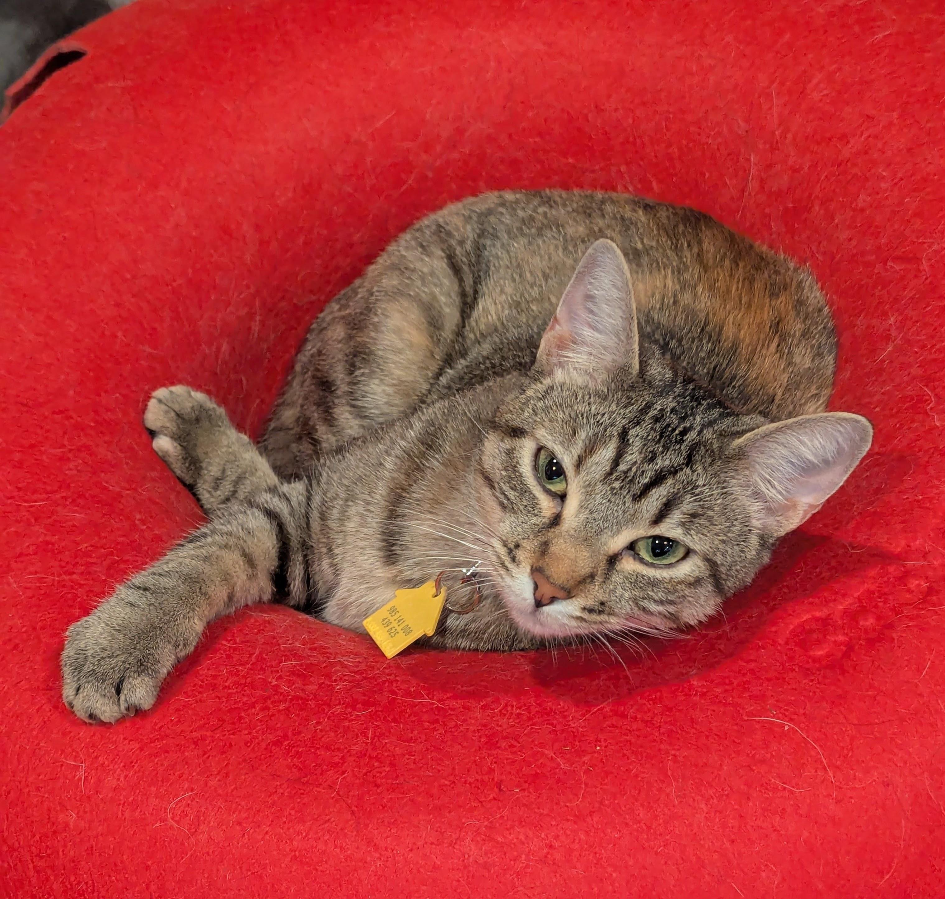 Josie, a Adoptable Domestic Short Hair in Portland, OR image 5/5