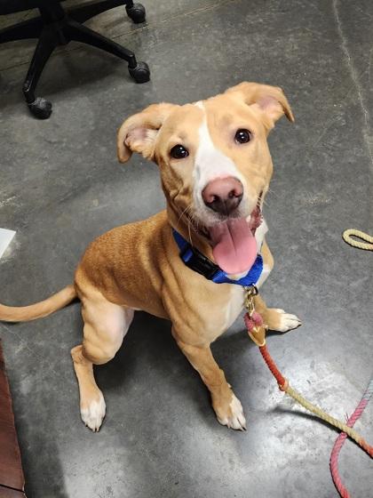 Bella (Sadie), Young Female Terrier
