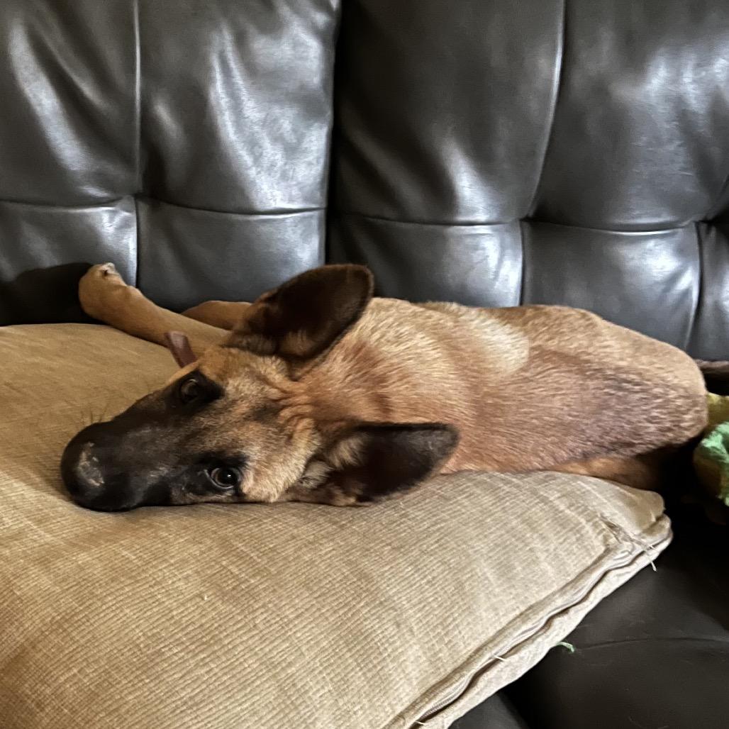 Ajax, Adoptable, Puppy Male German Shepherd Dog.