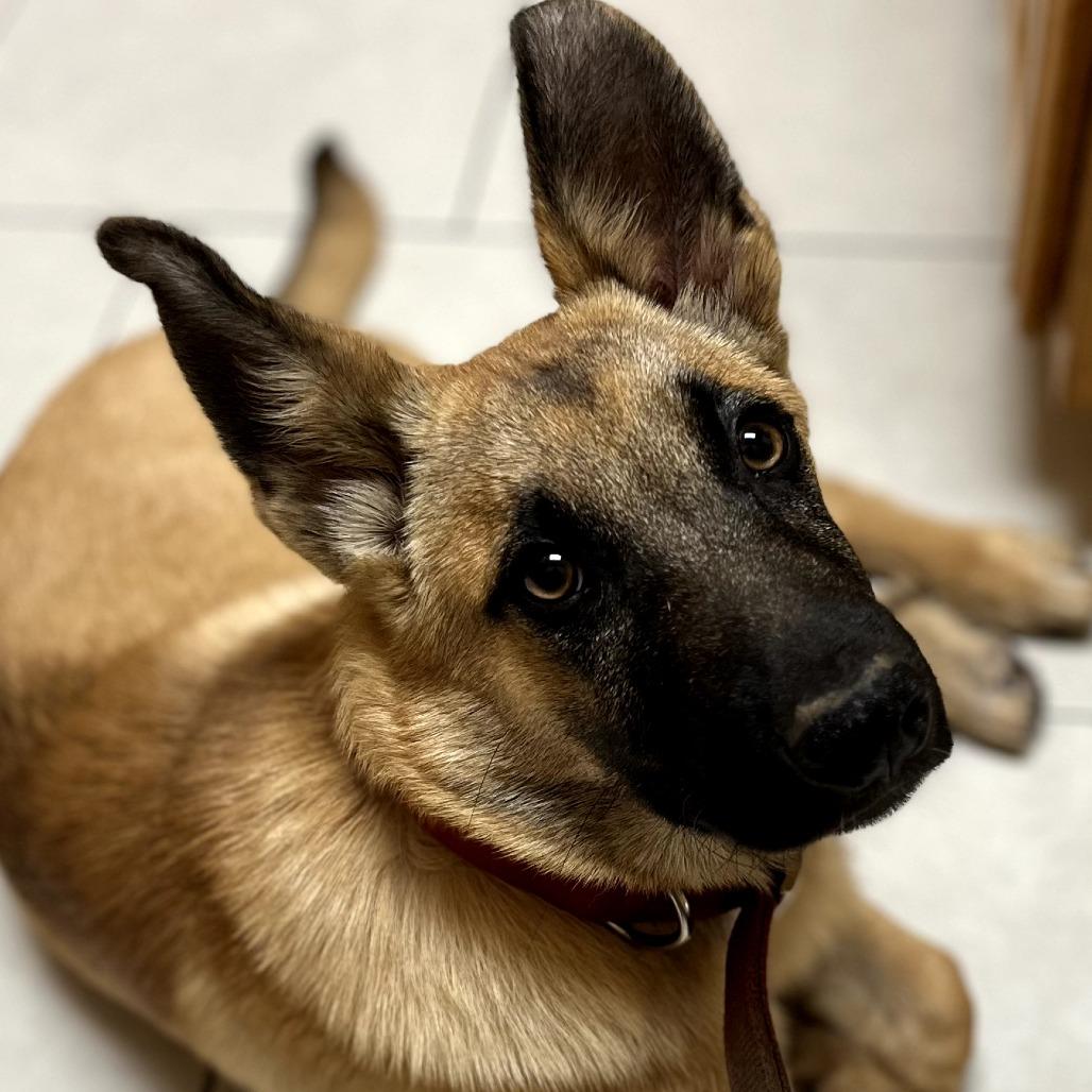 Enlarge Ajax, a Adoptable German Shepherd Dog in Tulsa, OK image 2/6