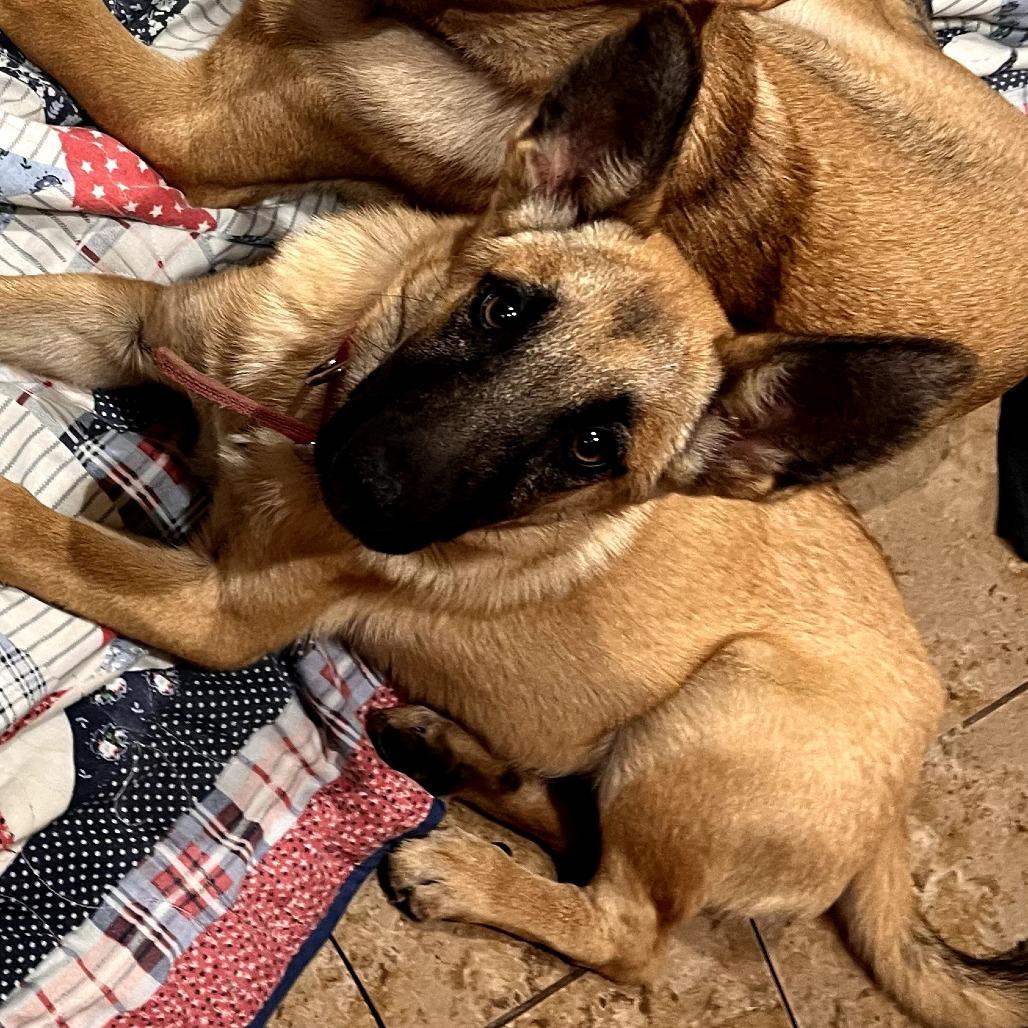 Enlarge Ajax, a Adoptable German Shepherd Dog in Tulsa, OK image 3/6