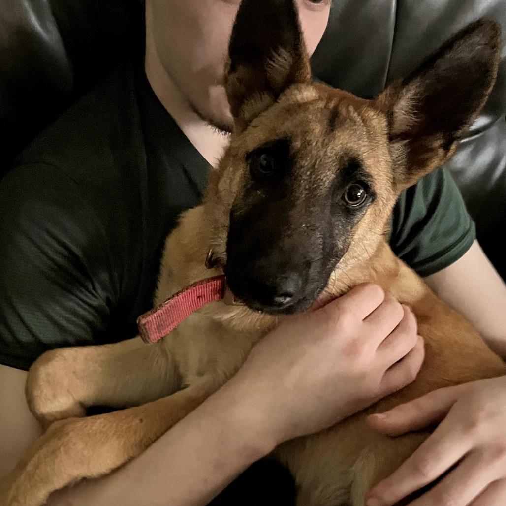 Enlarge Ajax, a Adoptable German Shepherd Dog in Tulsa, OK image 4/6